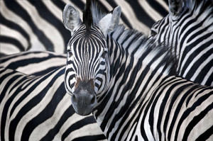 9 Great Wildlife Photography Tips